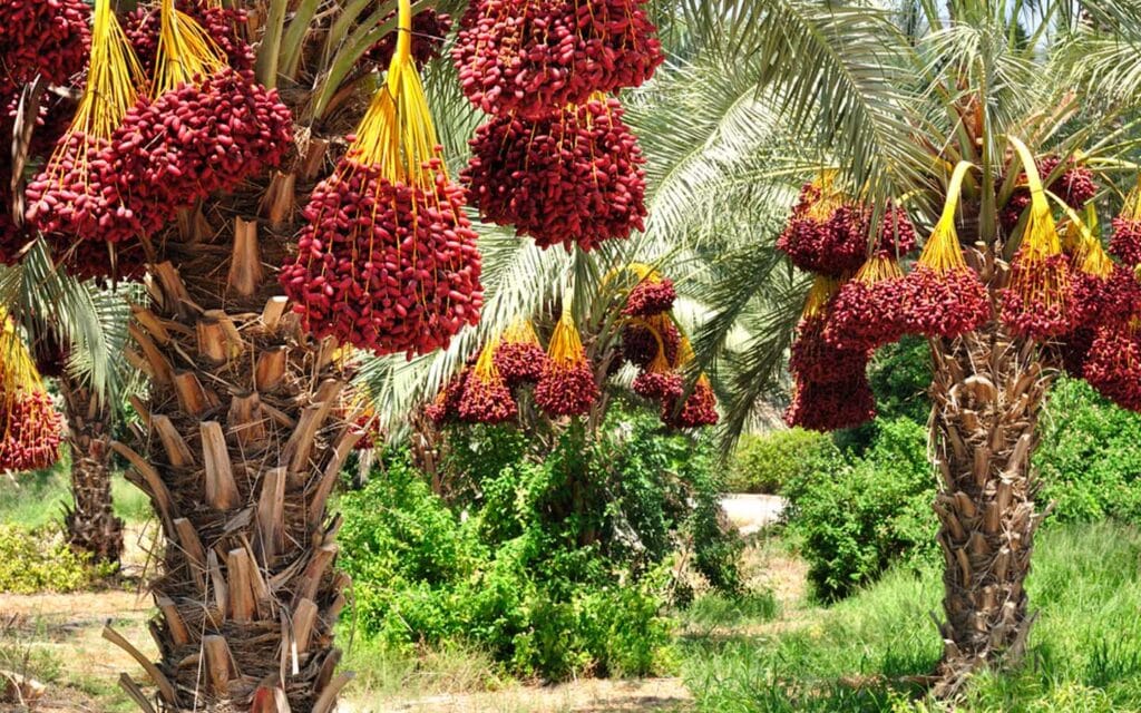 بدأت من مطبخها الصغير.. رائدة أعمال جعلت النخلة ذهبًا